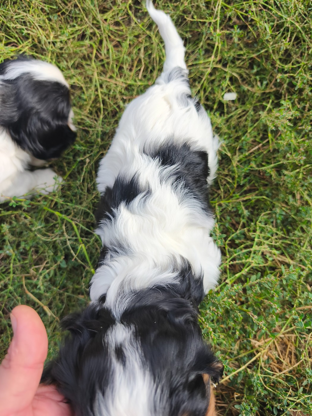 du domaine des quatre pattes - Chiots disponibles - Cavalier King Charles Spaniel