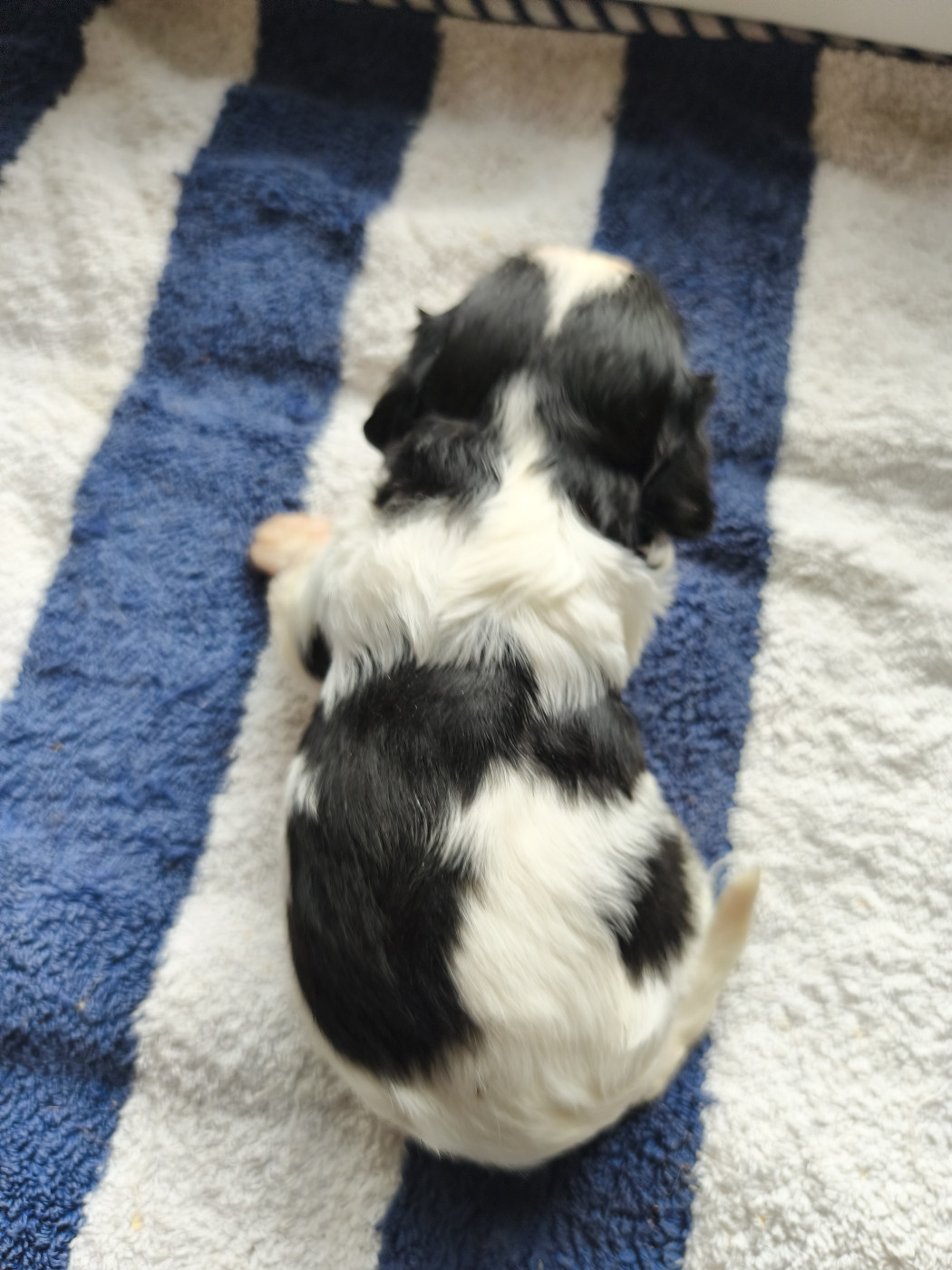 du domaine des quatre pattes - Chiots disponibles - Cavalier King Charles Spaniel
