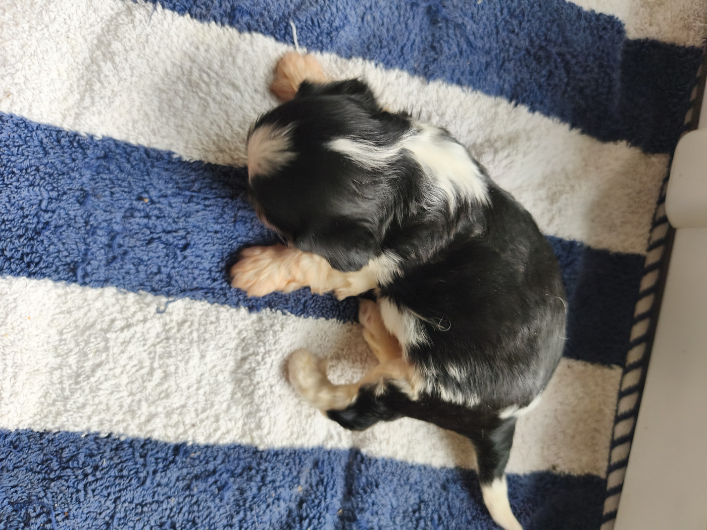 du domaine des quatre pattes - Chiots disponibles - Cavalier King Charles Spaniel