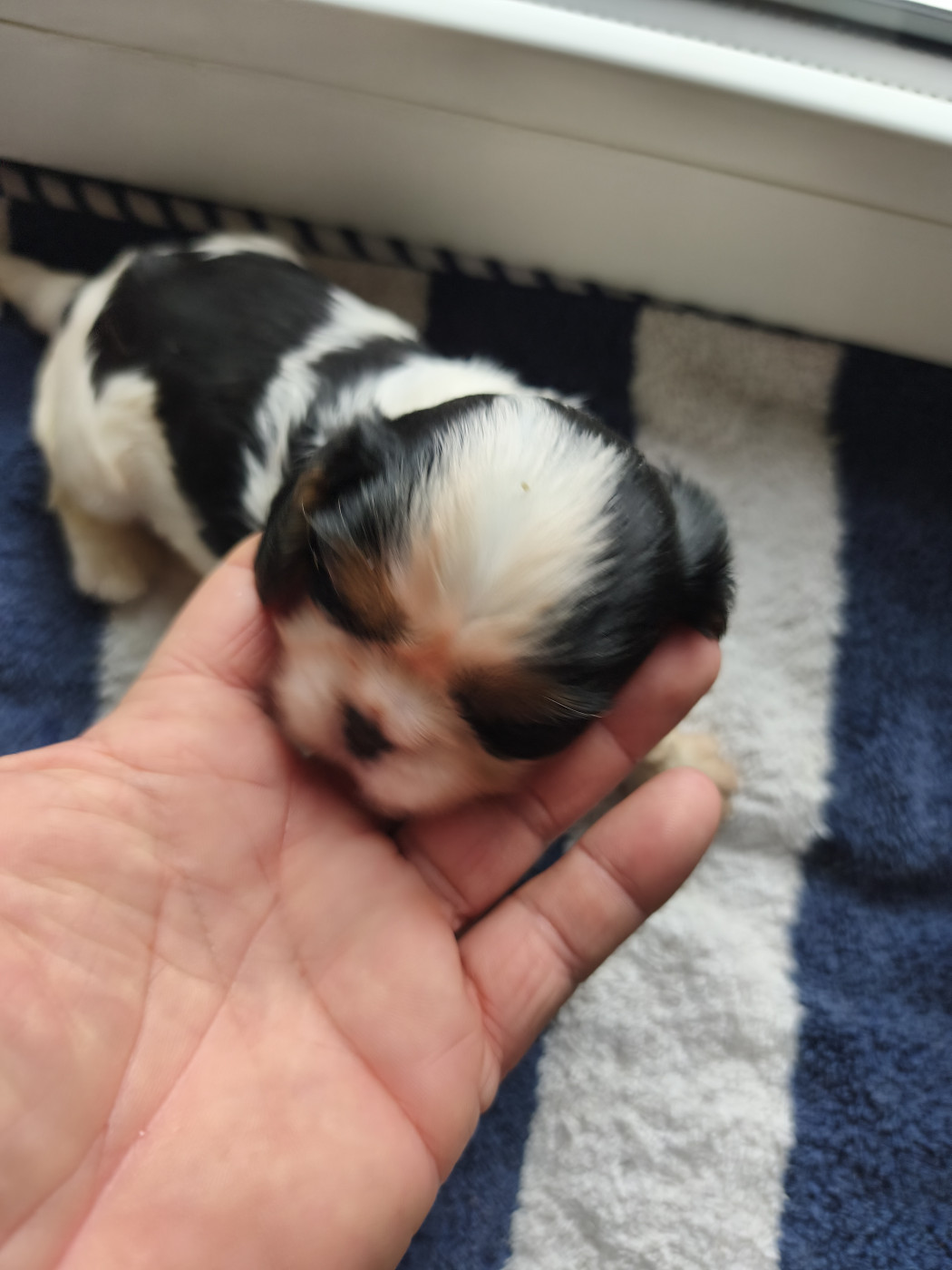 du domaine des quatre pattes - Chiots disponibles - Cavalier King Charles Spaniel