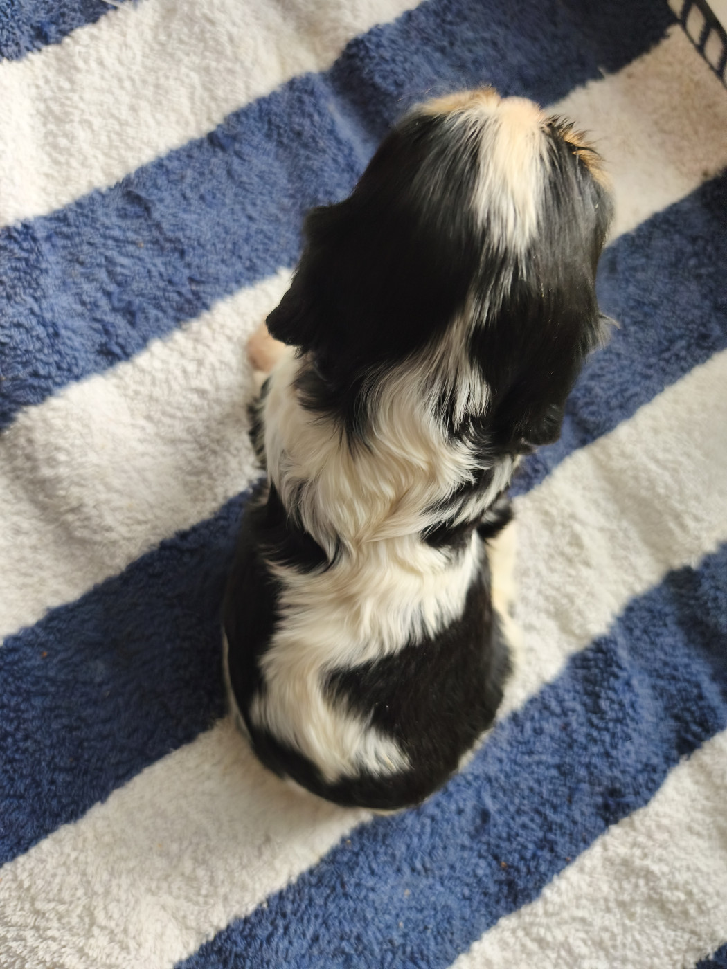 du domaine des quatre pattes - Chiots disponibles - Cavalier King Charles Spaniel