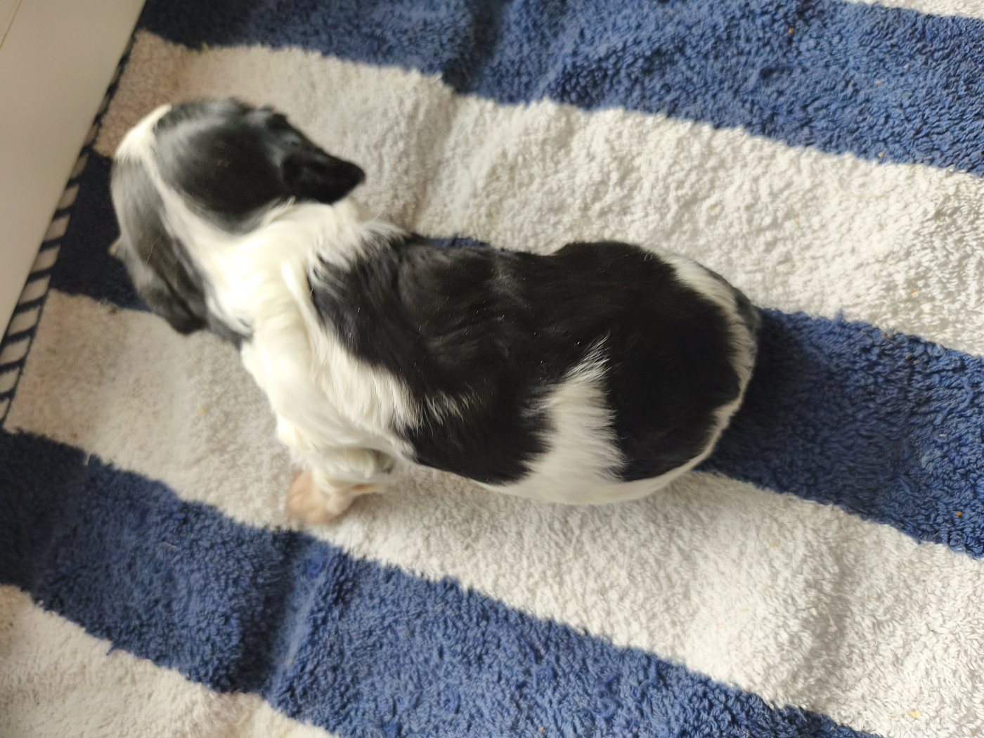 du domaine des quatre pattes - Chiots disponibles - Cavalier King Charles Spaniel