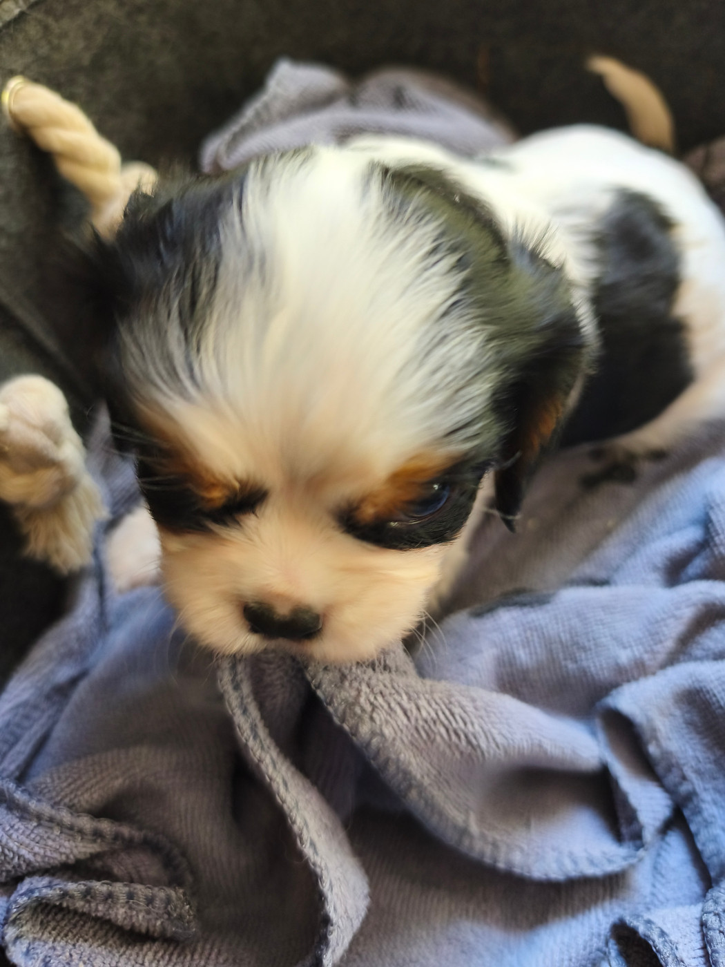 du domaine des quatre pattes - Chiots disponibles - Cavalier King Charles Spaniel