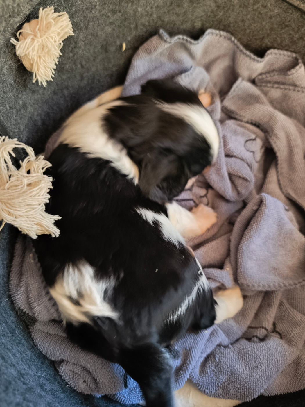 du domaine des quatre pattes - Chiots disponibles - Cavalier King Charles Spaniel