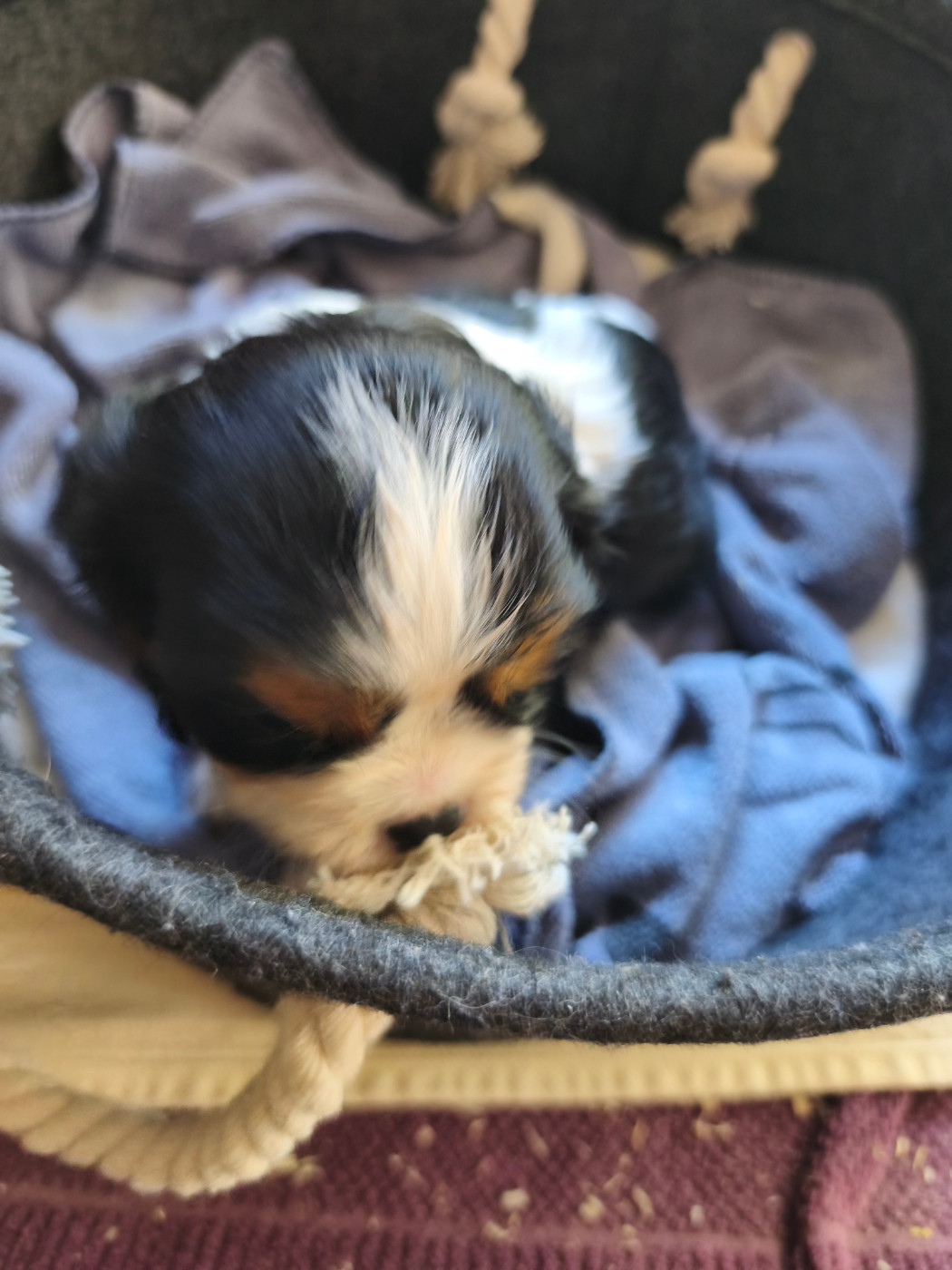 du domaine des quatre pattes - Chiots disponibles - Cavalier King Charles Spaniel