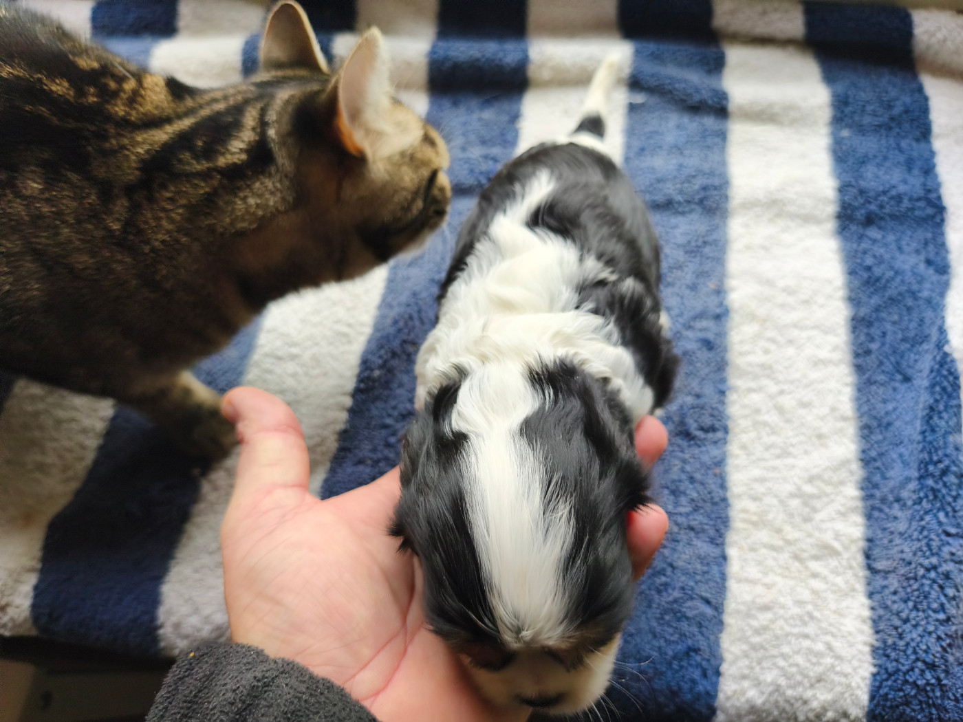 du domaine des quatre pattes - Chiots disponibles - Cavalier King Charles Spaniel