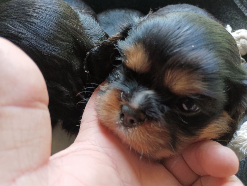 du domaine des quatre pattes - Chiots disponibles - Cavalier King Charles Spaniel