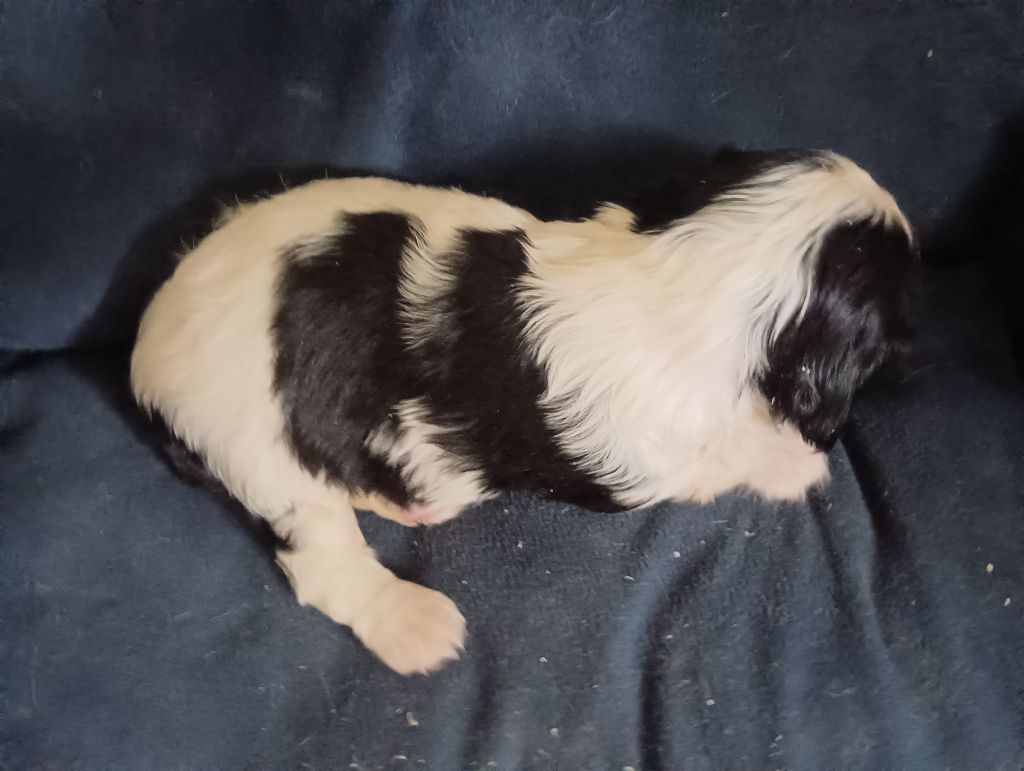 du domaine des quatre pattes - Chiots disponibles - Cavalier King Charles Spaniel