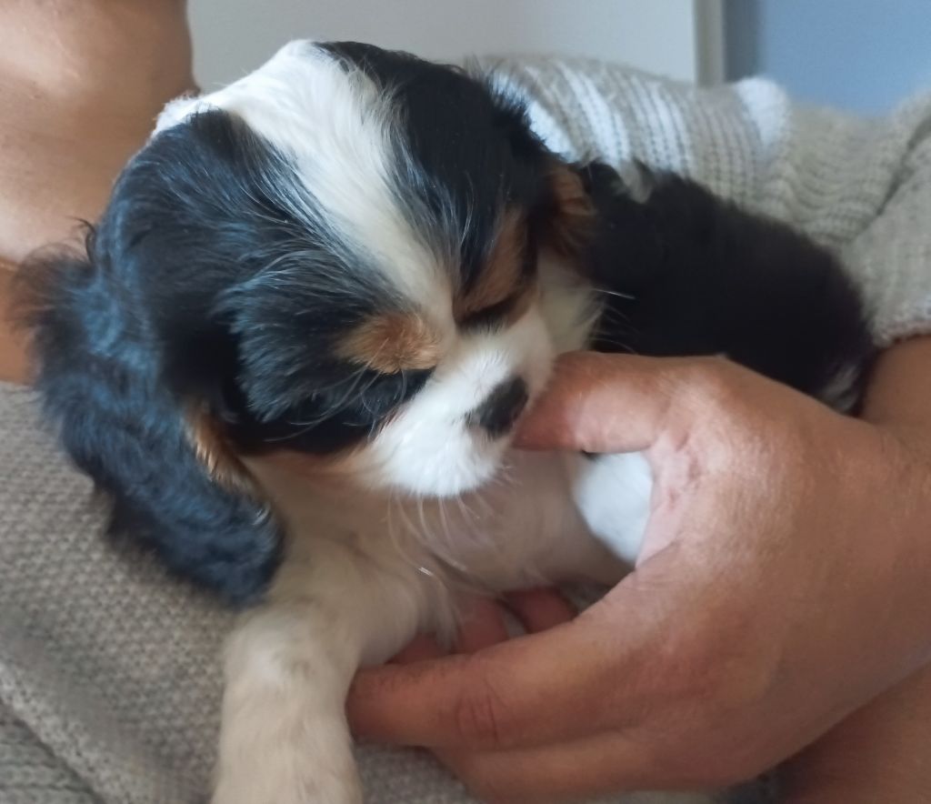 du domaine des quatre pattes - Chiots disponibles - Cavalier King Charles Spaniel