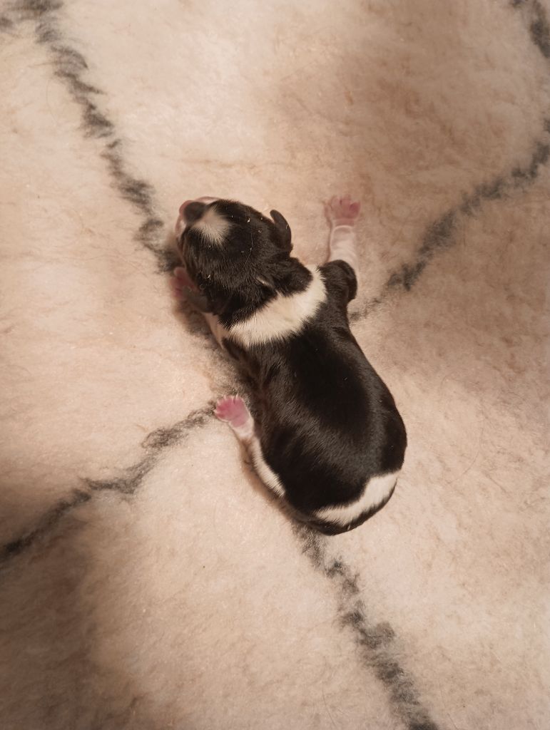 du domaine des quatre pattes - Chiots disponibles - Cavalier King Charles Spaniel