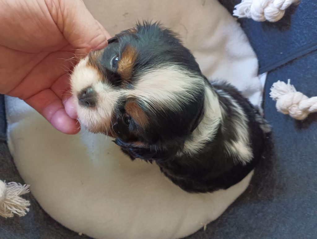 du domaine des quatre pattes - Chiots disponibles - Cavalier King Charles Spaniel