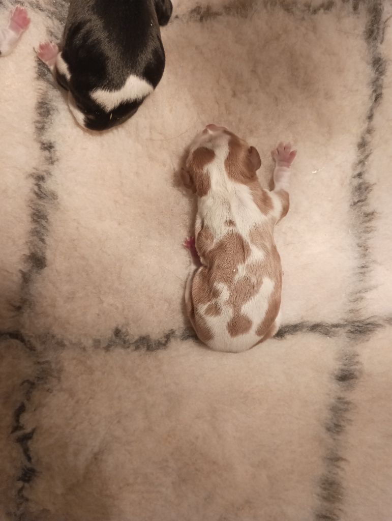 du domaine des quatre pattes - Chiots disponibles - Cavalier King Charles Spaniel