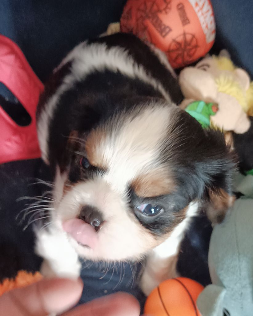 du domaine des quatre pattes - Chiots disponibles - Cavalier King Charles Spaniel