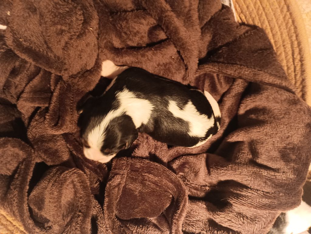 du domaine des quatre pattes - Chiots disponibles - Cavalier King Charles Spaniel