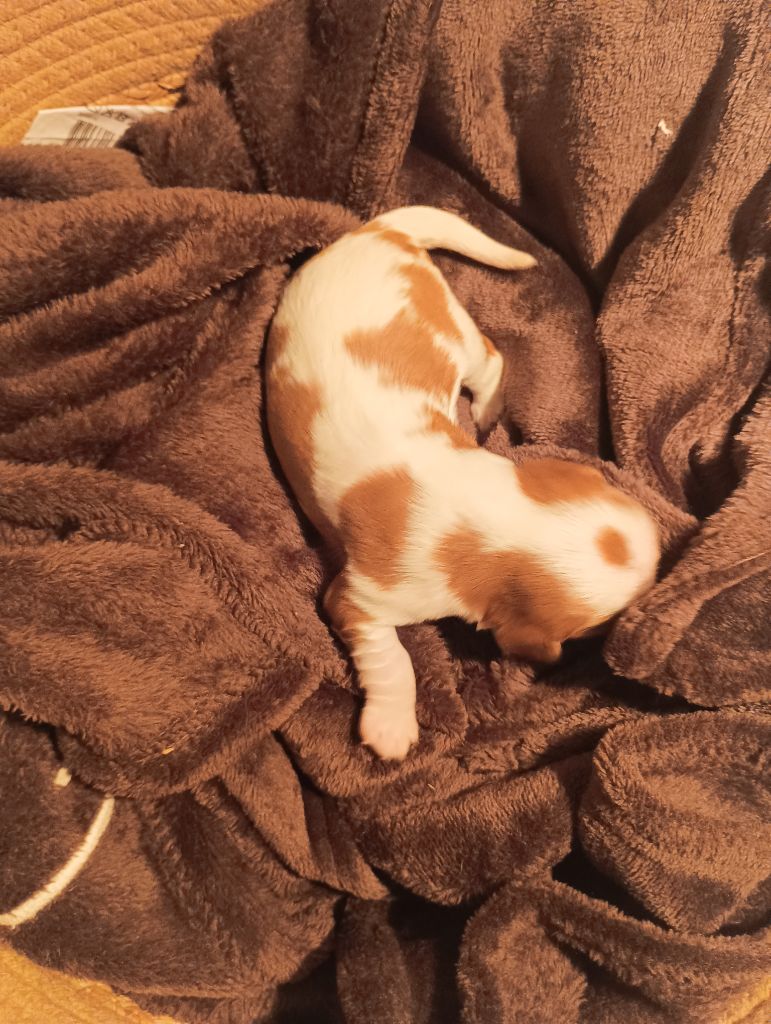 du domaine des quatre pattes - Chiots disponibles - Cavalier King Charles Spaniel