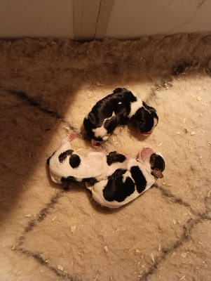 CHIOT 7