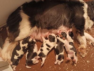 CHIOT 3
