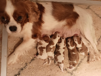 CHIOT 3