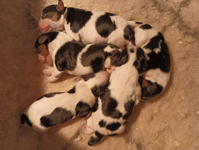 CHIOT 2