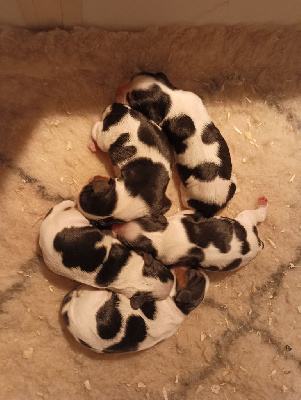 CHIOT 1