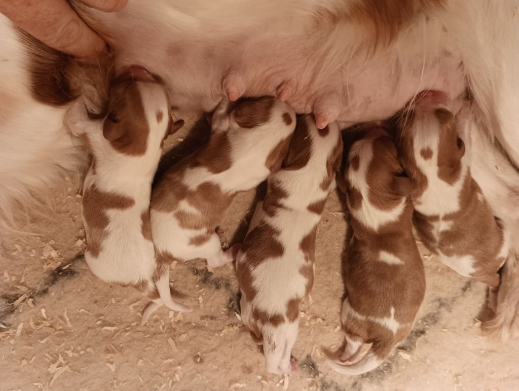du domaine des quatre pattes - Chiots disponibles - Cavalier King Charles Spaniel