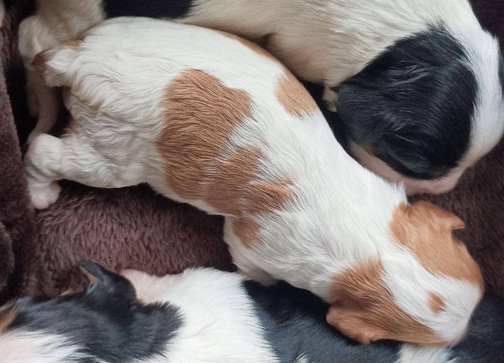 du domaine des quatre pattes - Chiots disponibles - Cavalier King Charles Spaniel