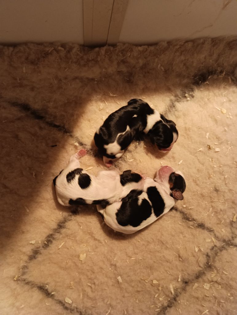 du domaine des quatre pattes - Chiots disponibles - Cavalier King Charles Spaniel