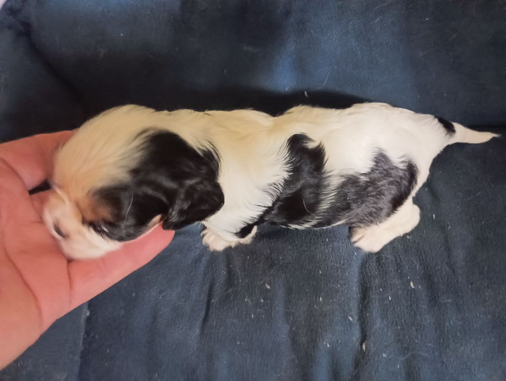 du domaine des quatre pattes - Chiots disponibles - Cavalier King Charles Spaniel