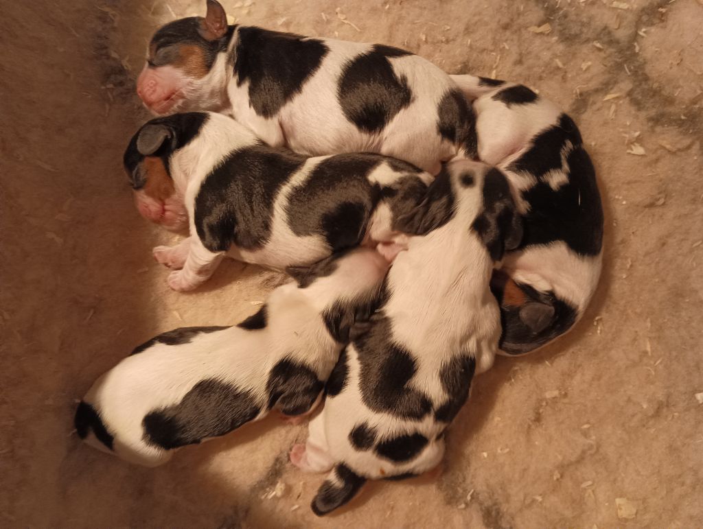 du domaine des quatre pattes - Chiots disponibles - Cavalier King Charles Spaniel