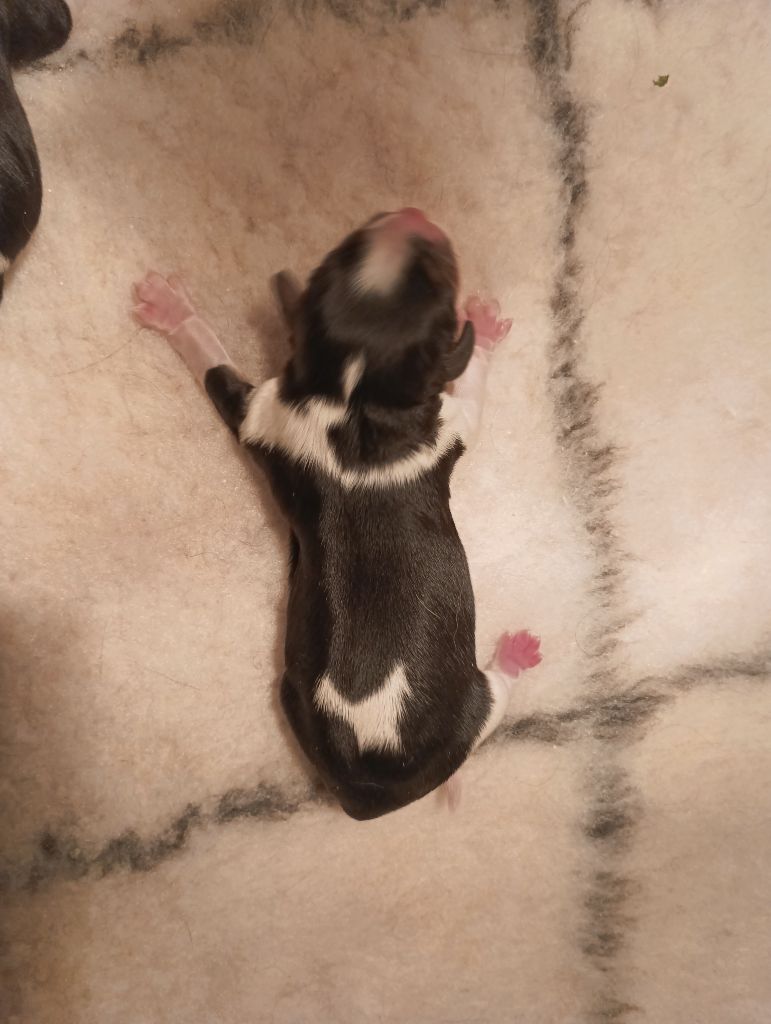 du domaine des quatre pattes - Chiots disponibles - Cavalier King Charles Spaniel
