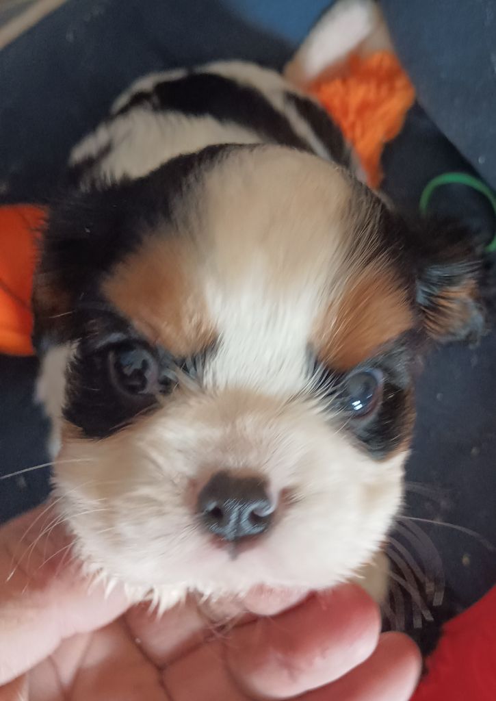 du domaine des quatre pattes - Chiots disponibles - Cavalier King Charles Spaniel