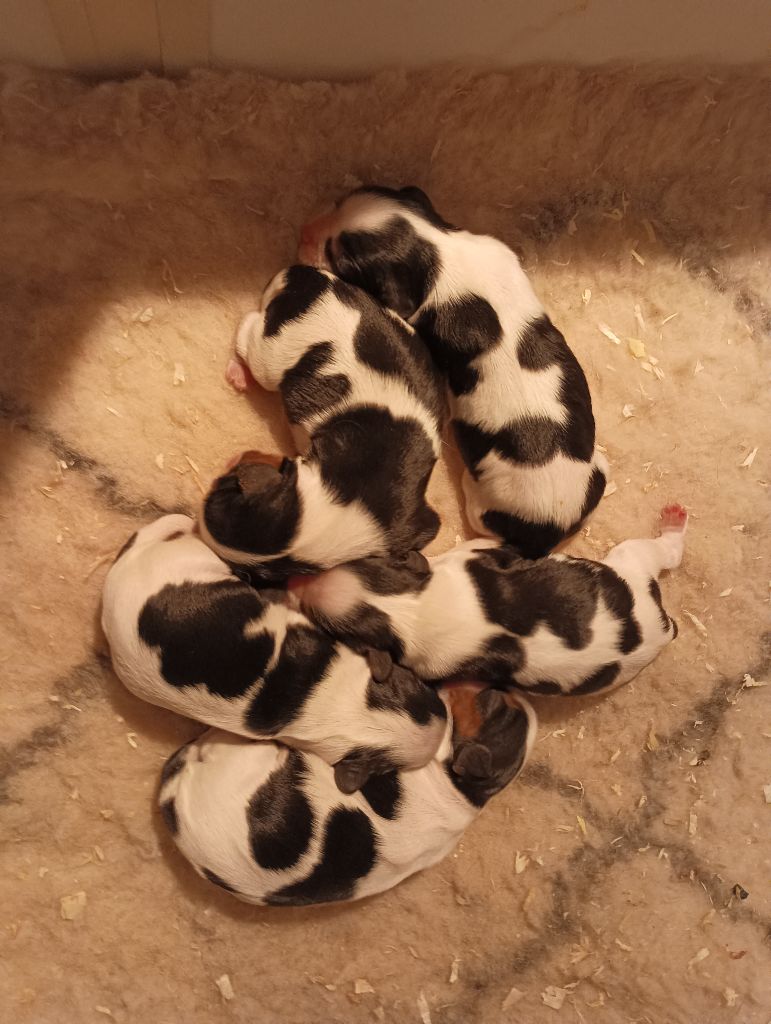 du domaine des quatre pattes - Chiots disponibles - Cavalier King Charles Spaniel