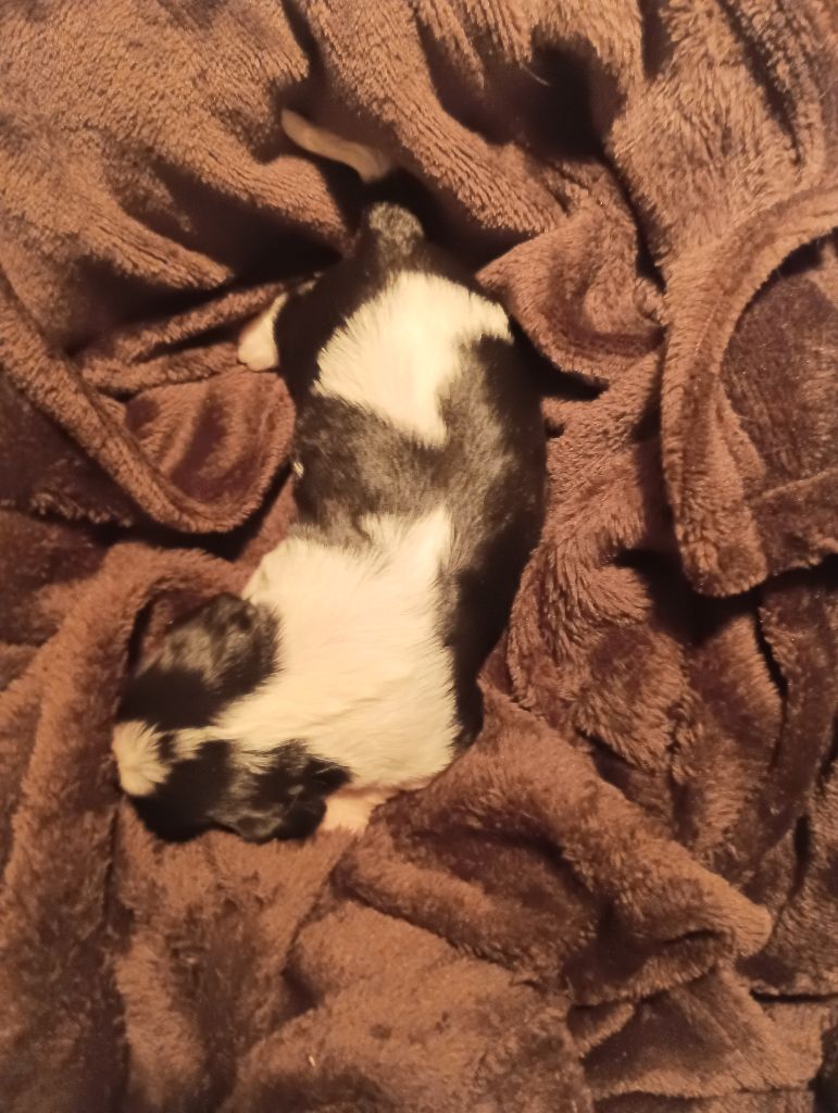 du domaine des quatre pattes - Chiots disponibles - Cavalier King Charles Spaniel